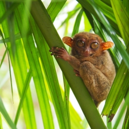 Bohol – cute little Tarsiers and the Chocolate Hills